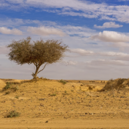 lonely tree in desert